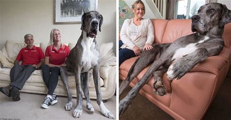 Freddy The 7 Foot Great Dane Is The Tallest Dog In The World Cesars Way