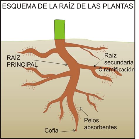Organografia Vegetal La Raiz ~ Botanica General