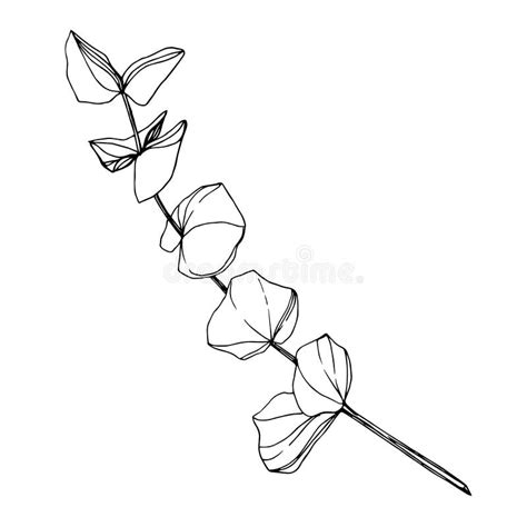 Vector Eucalyptus Branch Black And White Engraved Ink Art Isolated