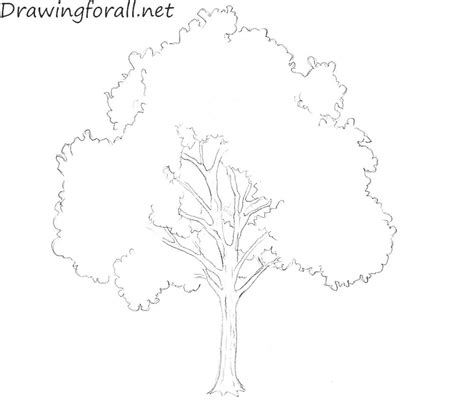 How To Draw A Tree For Beginners