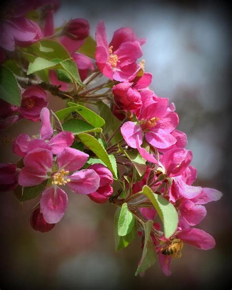 This itembob fair's crab apple creek ~ 1000 piece puzzle. Red Crab Apple Blossoms Photograph by Nathan Abbott