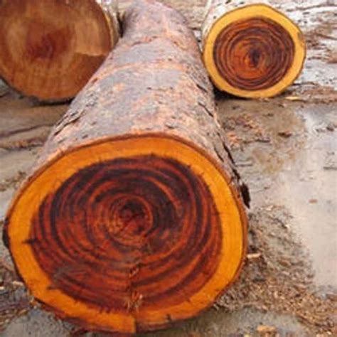 Rosewood Logs Rose Wood Log Manufacturer From Hansi