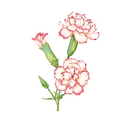 Premium Vector Hand Drawn Carnation Flower Illustration