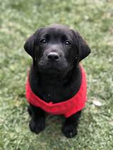 Our breeding program was established over 25 years ago. Christmas English Lab Puppy (With images) | Lab puppy ...