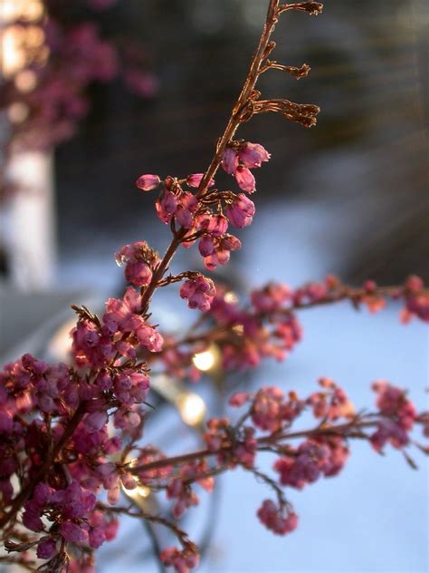 Pink Winter Flowers Madeleine Flickr