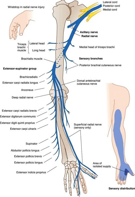 Radial Nerve Roots Bing Images Radial Nerve Anatomy Medical Anatomy