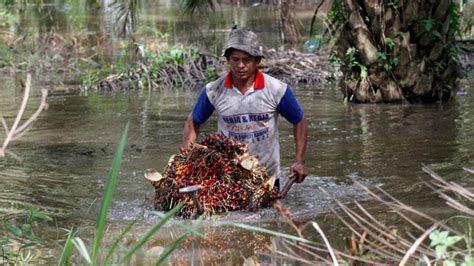 Industri minyak kelapa sawit adalah salah satu industri kunci untuk perekonomian indonesia. Harga TBS Kelapa Sawit di Riau Turun