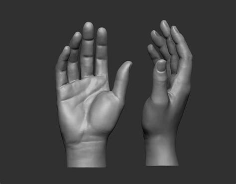Female Hand Pose 1 3d Print Model Hand Pose Zbrush Hand Anatomy
