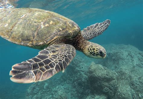 Saving South Carolinas Sea Turtles Us Daily Review