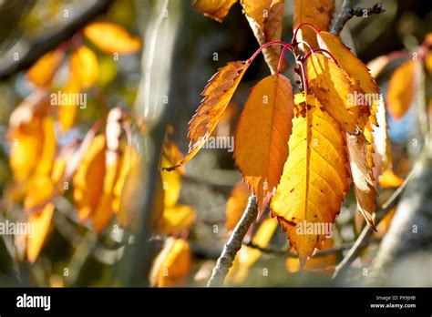 Wild Cherry Leaves Prunus Avium Back Lit And Showing Off Their Best