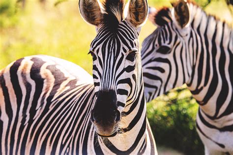 Wilderness Area Safari Day Zebra Mammal Zebras White Striped