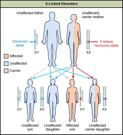 122e Sex Linked Traits Biology Libretexts