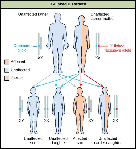 When a recessive trait is on the x chromosome: Biology, Genetics, Mendel's Experiments and Heredity ...