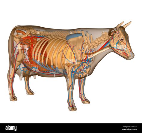 Cow Anatomy High Resolution Stock Photography And Images Alamy