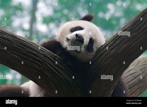 Tired Panda Bear Sleeping In Tree Stock Photo Alamy