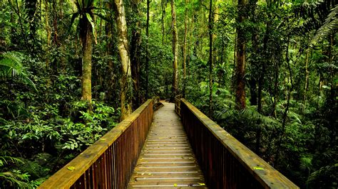 Awesome Amazon Rainforest Wallpaper Full Hd Pictures