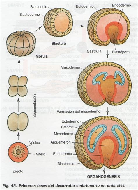 Diferentes Etapas Del Desarrollo Embrionario Kulturaupice Images And Photos Finder