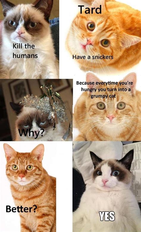 Better Grumpy Cat Funny Cat Memes Funny Grumpy Cat Memes