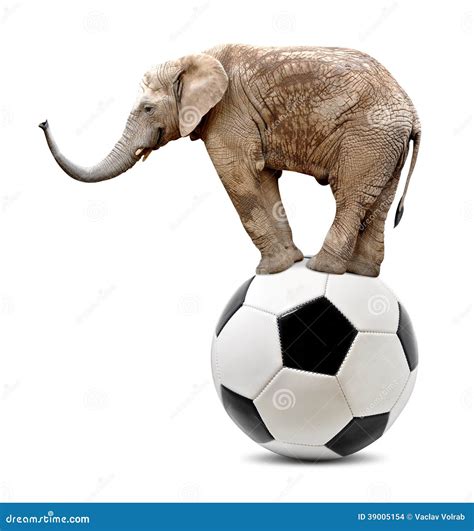African Elephant Stock Photo Image Of Life Funny Mammal 39005154