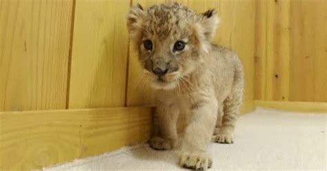 Newborn Lions Play For The Camera