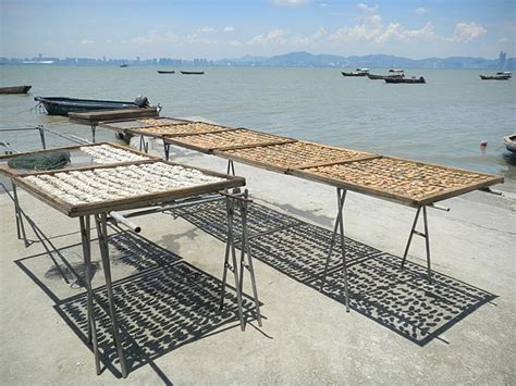 Filesun Dried Oysters In Deep Bay Hong Kong Wikimedia Commons