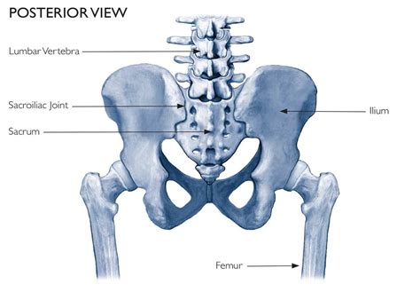 Anatomy Of Si Joint