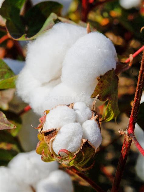 313 Mature Cotton Plant Stock Photos Free And Royalty Free Stock Photos