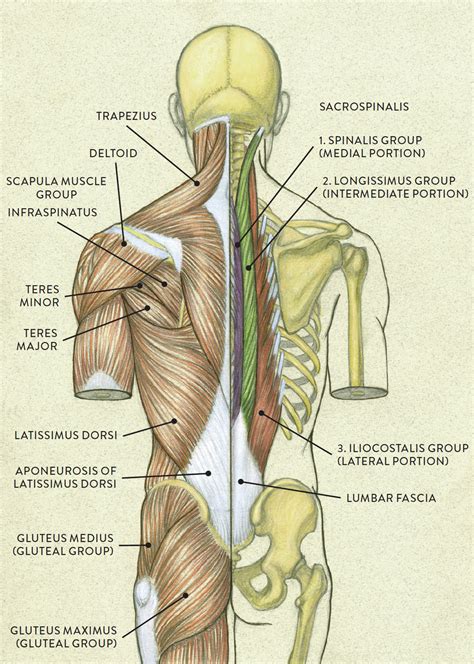 Striated Shoulderneck Muscles In Humans Posterior View Of The