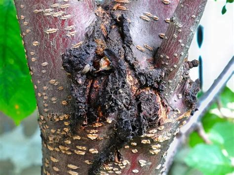 Tree Canker Disease Identify Control And Prevention Tips