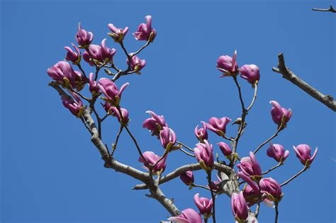 Free Images Tree Nature Branch Blossom Leaf Flower Purple