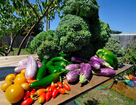 4 Fool Proof Steps To More Nutrient Dense Vegetables In Your Garden