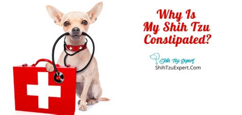 Why Is My Shih Tzu Constipated With Examples And Cures Shih Tzu Expert