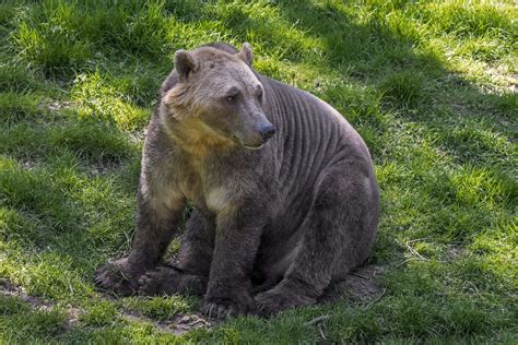 Pizzy Or Grolar Bears Are A Hybrid Species From Polar And Grizzly Bears