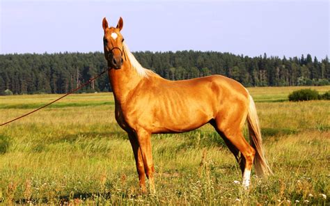 Image Result For Beautiful Wallpapers Akhal Teke Horses Palomino Horse