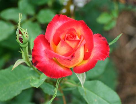 Oct 09, 2020 · the stunningly beautiful middle mist red is the rarest flower in the world. Blok888: Top 10 Most Beautiful Flowers in the world 1