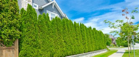 5 Benefits Of Fast Growing Privacy Hedges Plant