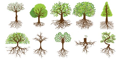 Tree Roots Vector Art Icons And Graphics For Free Download