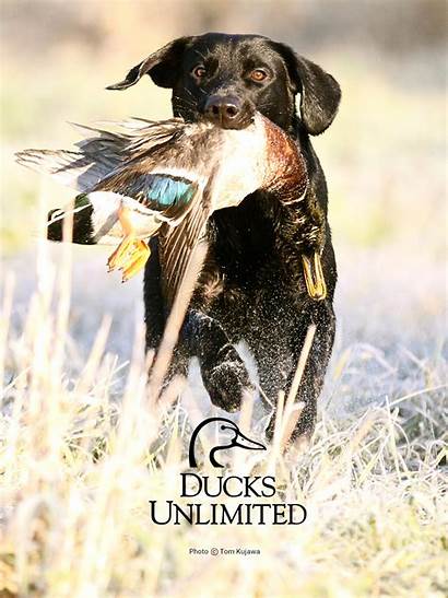 Ducks Duck Hunting Backgrounds Unlimited Dog Wallpapers