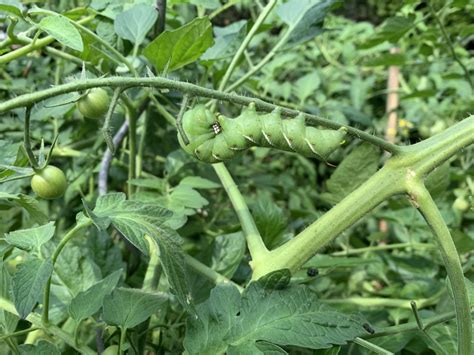 How To Get Rid Of Hornworms On Tomato Plants Gardenstead