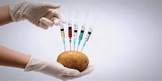 Blight-resistant GMO Potatoes Show Promise in Field Trials – Potato ...