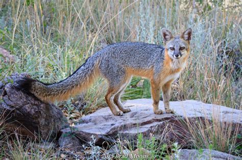 Gray Fox Urocyon Cinereoargenteus ·