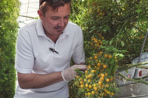 The Story Of The Tomberry Tomato Naturefresh Farms