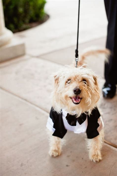 Your Dog As The Ring Bearer — Bridal Gowns Wedding Shoes Jewelry