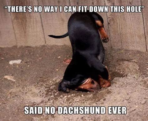 38 Best Dachshund Memes Of All Time Page 2 The Paws