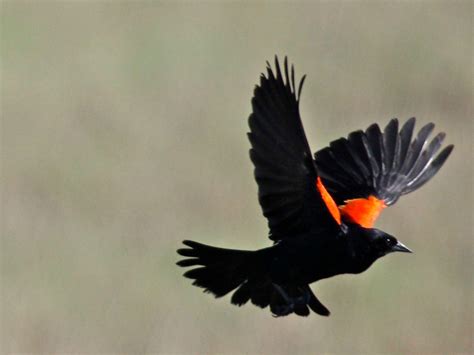 Red Winged Blackbird Wallpapers Wallpaper Cave