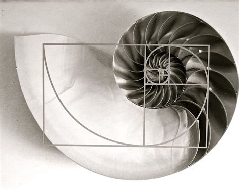Fibonacci Ratios