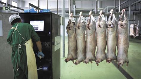 La Falta De Preparación En Mataderos Supone Un Riesgo Para Bienestar