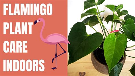 How To Care For My Flamingo Lily Step By Step Guide 2023
