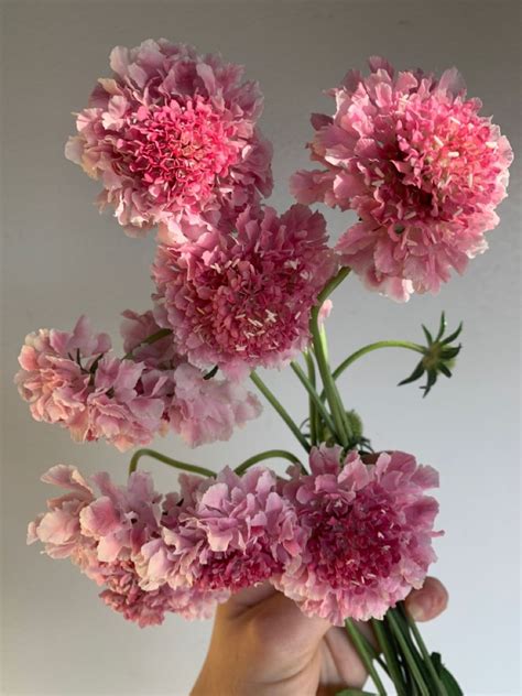 Pink Scabiosa Scabiosa Flowers Floral Bloom