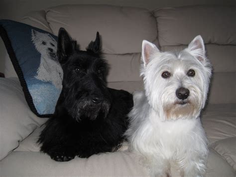 My Sweet Babies Katie And Lacyscotties And Westies Are A Perfect